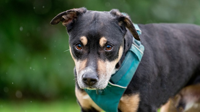 Ein schwarz-brauner Hund mit blauem Geschirr