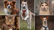 Collage aus fünf Tierbildern: oben links ein braun-weißer Hund, unten links eine getigerte Katze, in der Mitte ein cremefarbener Hund, oben rechts eine weiße Katze mit getigerten Flecken, unten rechts ein braun-weißer Hund