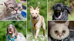Collage aus fünf Bildern: oben links eine grau-getigerte Katze, unten links ein braun-weißer Hund, in der Mitte ein blonder Hund, oben rechts ein schwarzer Hund, unten rechts eine weiße Katze