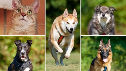 Collage aus fünf Tierbildern: oben links eine getigerte Katze, unten links ein schwarzer Hund, in der Mitte ein beiger Hund, oben rechts ein grau-weißer Hund und unten rechts ein schwarz-brauner Hund