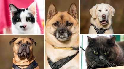 Eine Collage aus zwei Katzen und drei Hunden