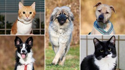 Collage aus fünf Tierbildern: oben links eine rot getigerte Katze, unten links ein schwarz-weißer Hund, in der Mitte ein beiger Hund genauso wie oben rechts, unten rechts eine schwarz-weiße Katze