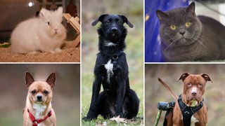 Eine Collage aus drei Hunden, einer Katze und einem Kaninchen 