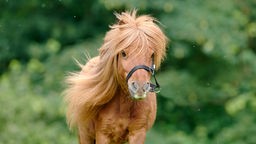 Braunes Pony mit langer Mähne (Nahaufnahme)