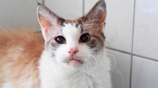 Creme-grauer Kater mit heruntergezogener Lippe