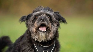 Ein Hund mit schwarzem wuscheligem Fell in Nahaufnahme 