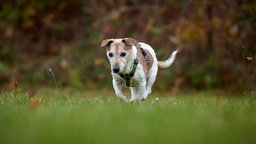 Kleiner Hund mit braun-weißem Fell läuft über eine Wiese 