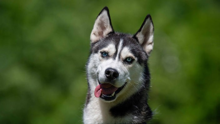 Hund mit dunklem Fell und weißen Flecken mit eisblauen Augen 