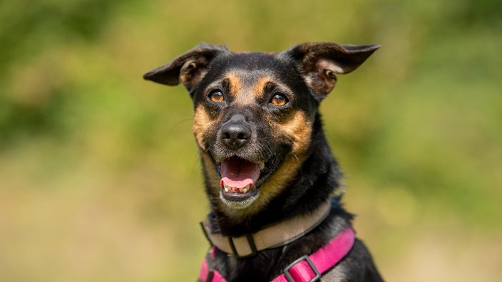 Hund mit schwarz lohem Fell und braunen Augen in Nahaufnahme 