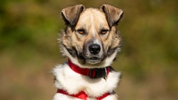 Dreifarbiger Hund mit einem roten Halsband 