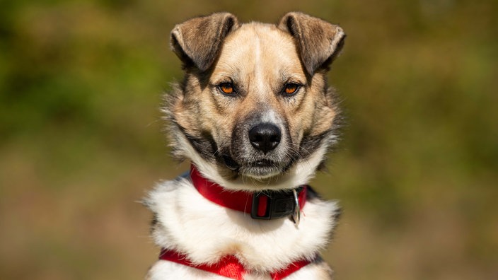 Dreifarbiger Hund mit einem roten Halsband 