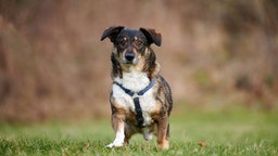 Ein dreifarbiger kleiner Hund steht auf einer Wiese