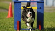 Hund springt beim Agility über ein Hindernis