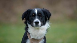 Hund mit tricolorfarbigem wuscheligem Fell in Nahaufnahme 