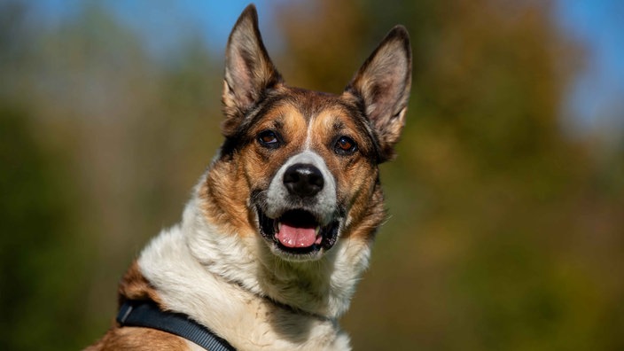 Dreifarbiger Hund schaut hechelnd in die Kamera