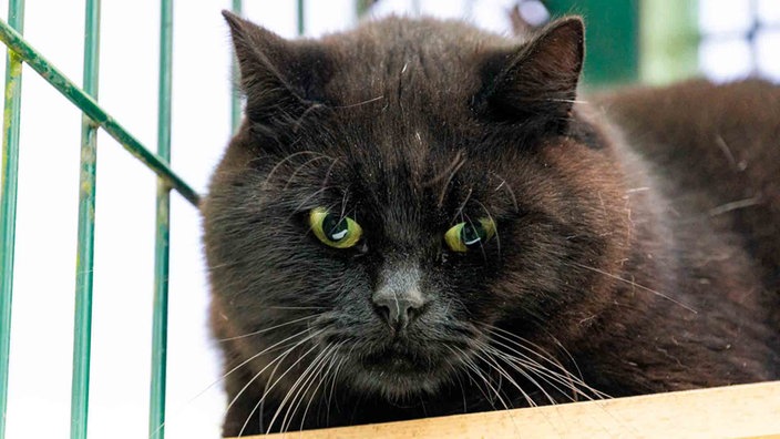 Ein Kater mit schwarzem Fell in Nahaufnahme 