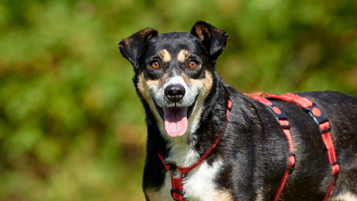 Nahaufnahme eines dreifarbigen Hundes mit einem roten Geschirr