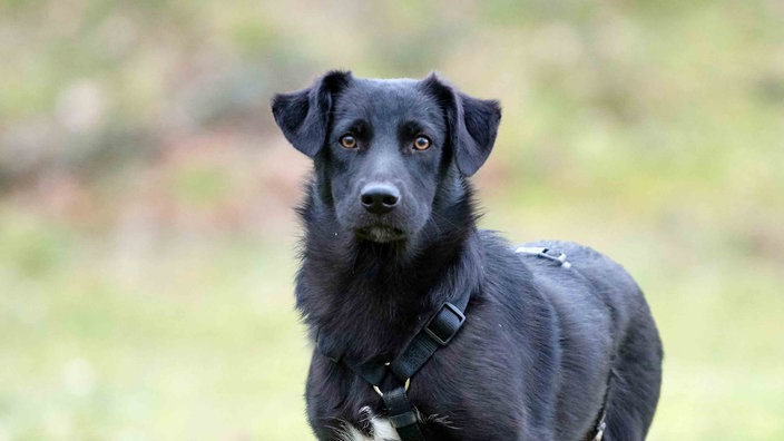 Schwarzer Hund mit schwarzer Leine in Nahaufnahme 