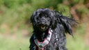 Schwarzer Hund mit flauschigem Fell 