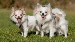 Zwei weiße kleine Hunde stehen hechelnd auf einer Wiese