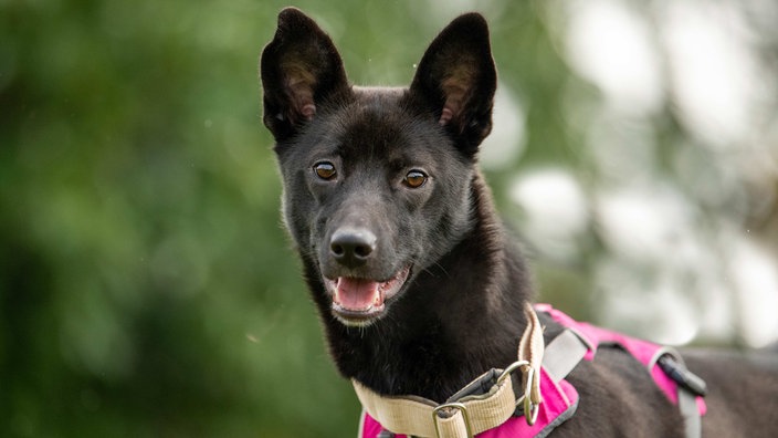 Nahaufnahme eines schwarzen Hundes mit pinkem Halsband 