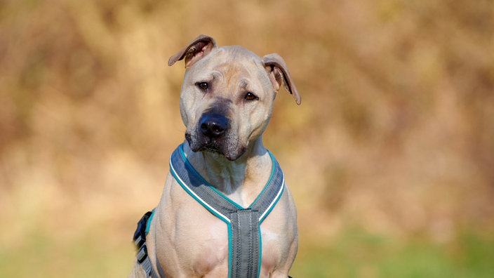 Nahaufnahme eines beigen Hundes mit grauem Geschirr