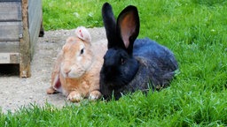 Zwei Hasen liegen auf einer Wiese, der linke Hase ist beige und der rechte Hase ist schwarz-meliert