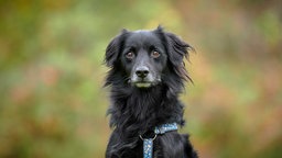 Schwarzer Hund mit einem blauen Geschirr 