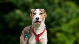 Hund mit tricolorfarbigem Fell in Nahaufnahme 