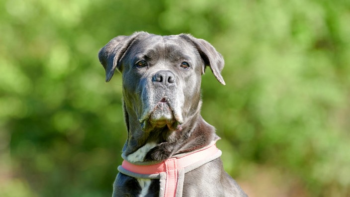 Großer grauer Hund (Nahaufnahme) 