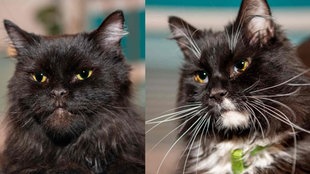 Eine Collage aus einem Kater mit schwarzem Fell und einem Kater mit schwarz-weißem Fell 