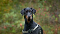 Schwarzer großer Hund mit einer dunkelbraunen Schnauze 