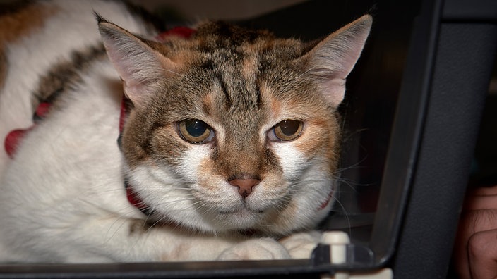 Weiße Katze mit Abzeichen sitzt in einer Transportbox 