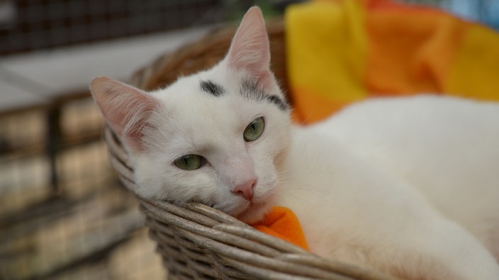 Kater mit weiß-schwarzem Fell liegt in einem Katzenkorb 