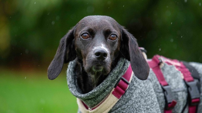 Ein Hund mit schwarzem Fell und weißem Abzeichen in Nahaufnahme 