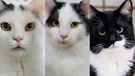 Collage von drei Katzen, alle sind schwarz-weiß und haben gelb-grüne Augen