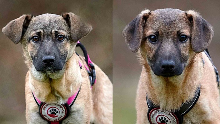 Eine Collage aus zwei beige-braunen Hunden 