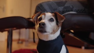 Ein tricolorfarbener Hund schaut über die Kamera hinweg 