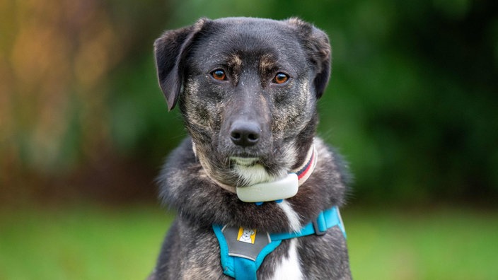 Braun-weißer Hund mit blauem Halsband 