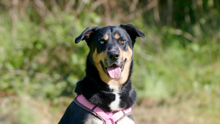 Schwarz-brauner Hund hechelt (Nahaufnahme)