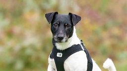 Ein Hund mit tricolorfarbigem Fell in Nahaufnahme 