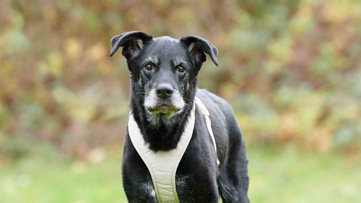 Ein Hund mit schwarzem Fell in Nahaufnahme 