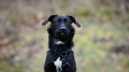 Hund mit schwarzem Fell und weißen Flecken in Nahaufnahme 