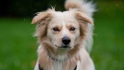 Ein Hund mit langem blondem Fell in Nahaufnahme 