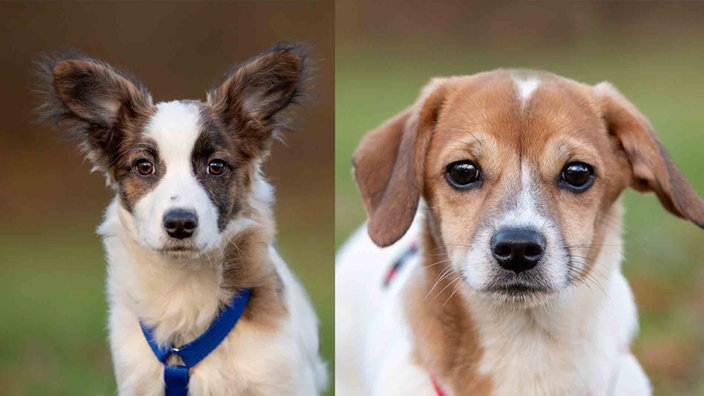 Eine Collage aus zwei Hunden mit braun-weißem Fell 