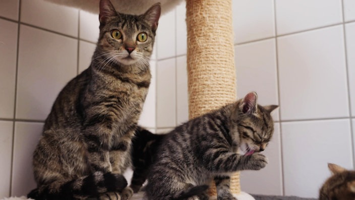 Eine getigerte Katze mit ihrem Jungen sitzt in einem Kratzbaum