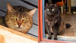 Collage von zwei Katzen: links braun getigert und rechts schwarz