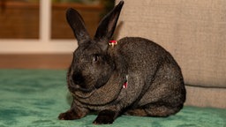 Ein brauner großer Hase sitzt auf einer dunkelgrünen Decke 