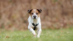 Weiß-brauner Hund mit dunklem Geschirr läuft über eine Wiese