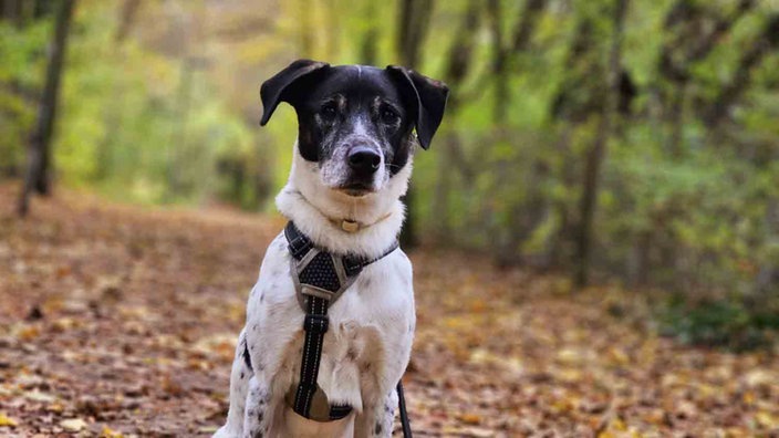 Ein Hund sitzt auf einem mit Laub bedeckten Boden und schaut in die Kamera 